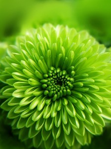plantas-vivas-sienten-piensan