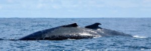 Ballena
