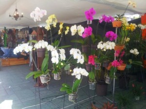 Flores