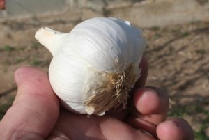 ajo