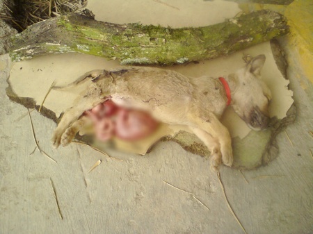 Cachorro