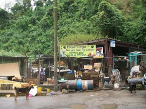 Destripan-cachorro-y-amenazan-a-personal-de-Famproa-en-Carrizal-2