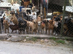 peritos famproa alertas