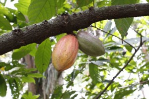 cacao4