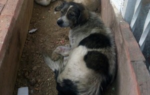 perro