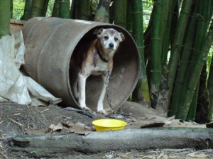 Perro 1