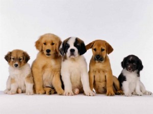 Perros
