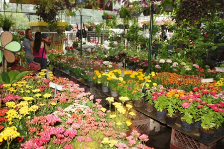 Vivero