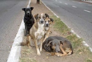 Perros
