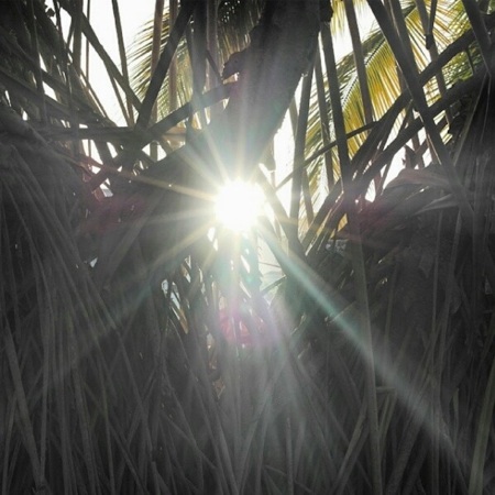 manglar