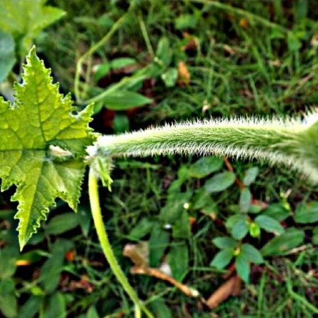 vegetales