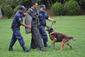 CANINA