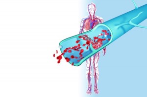 Cardiovascular system
