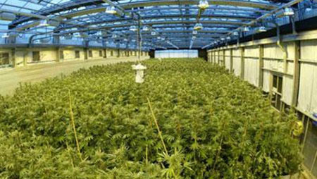 Gobierno de Uruguay aspira cultivar por lo menos unas 4 ó 5 toneladas de la marihuana en el primer año de la ley AGENCIAS