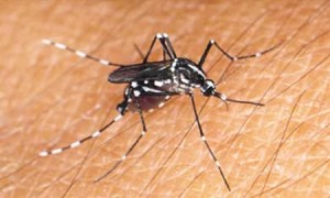 Mosquito