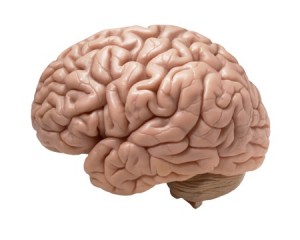 cerebro
