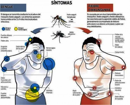 Diferencia entre el dengue y la fiebre chikungunya