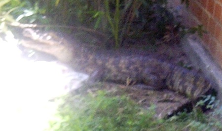 Cocodrilo
