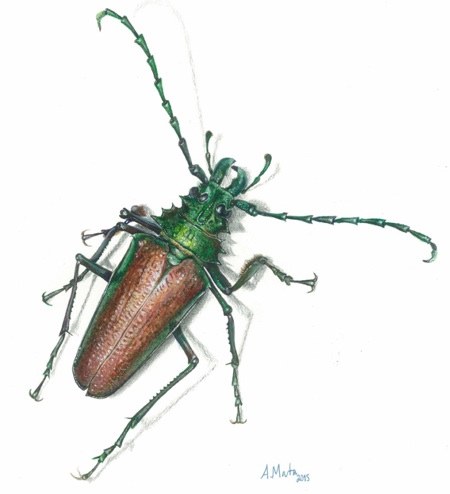 Psalidognathus friendii, de Astolfo Mata