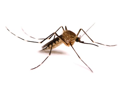 raqueta-electrica-mata-zancudos-moscas-y-mosquitos-linterna-1368-MCO3690313663_012013-F