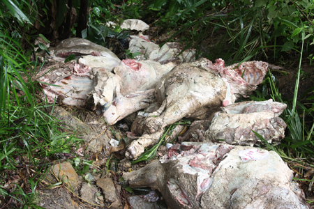 Al menos 6 toneladas fueron encontradas en estado de descomposición