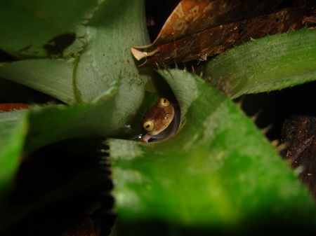 Microhábitat de Hypsiboas  roraima. Foto Fernando Rojas-Runjaic