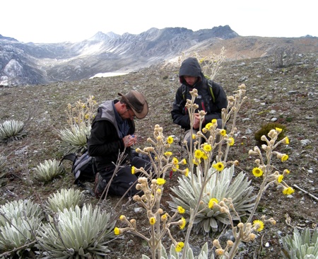 Paramo venezolano