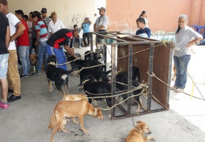 Perros y gatos fueron atendidos en las adyacencias del Hospital Victorino Santaella Ruíz