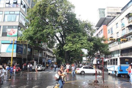 Arbol bermudez
