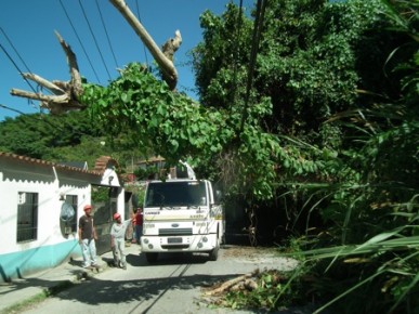Los cables soportaron la caída del árbol, y para suerte de los vecinos, no se suspendió el servicio al momento del incidente