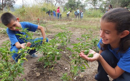 Además de quinchonchos, los niños se han dedicado a plantar ají dulce, lechuga, cebollín y auyama.