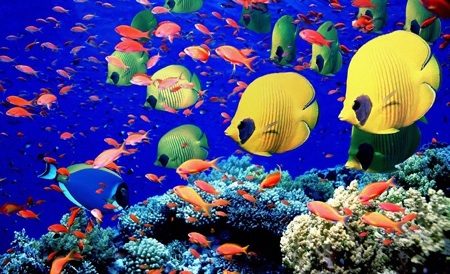 Barrera-de-coral