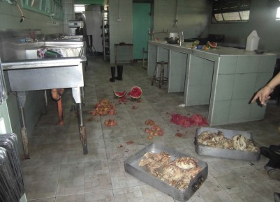 Choros han arrasado con la comida almacenada en las cocinas de los planteles