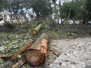 Árboles destruidos generaron malestar de ambientalistas