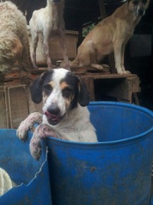 perros