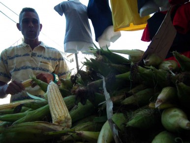 Compradores adquieren jojotos a “montones”