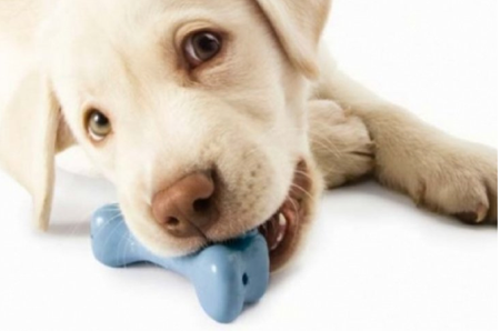 El "GoBone" es un hueso electrónico que pondrá a tu perro a correr como loco