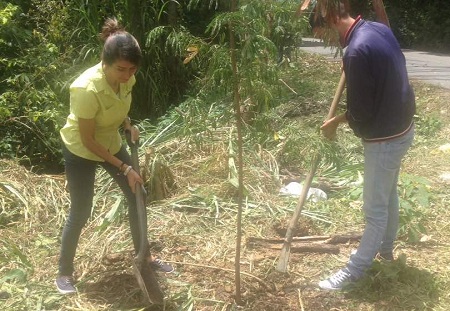 se plantaron varias especies de árboles
